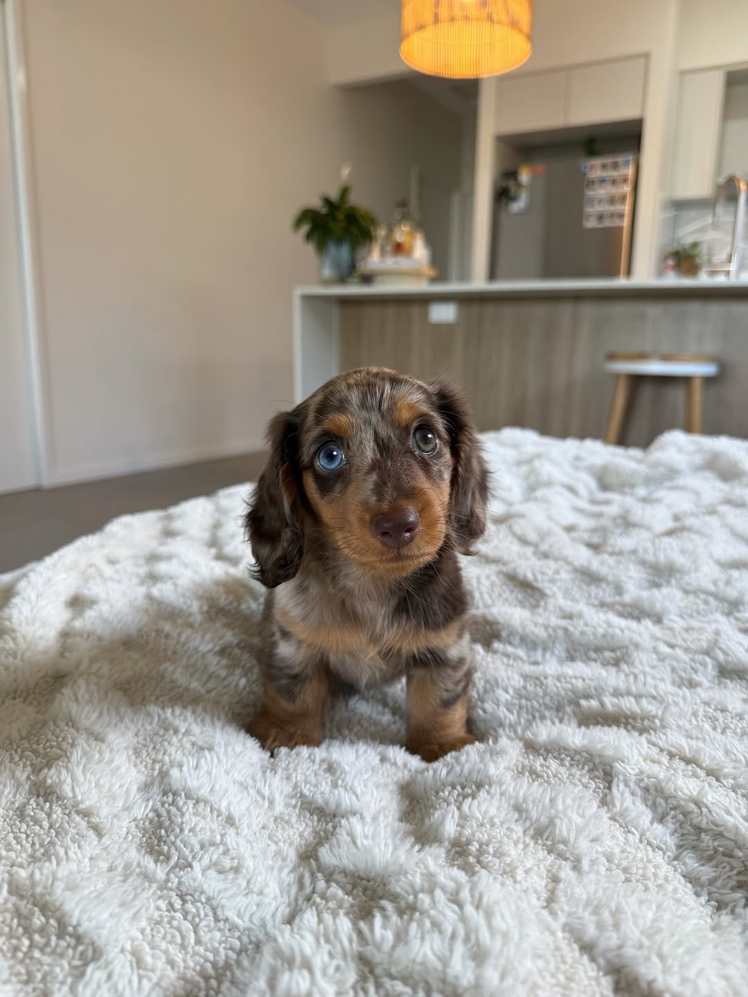 Cheddar