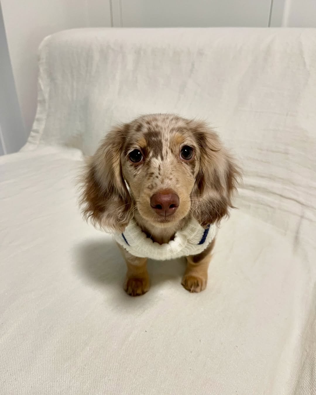 Doxie