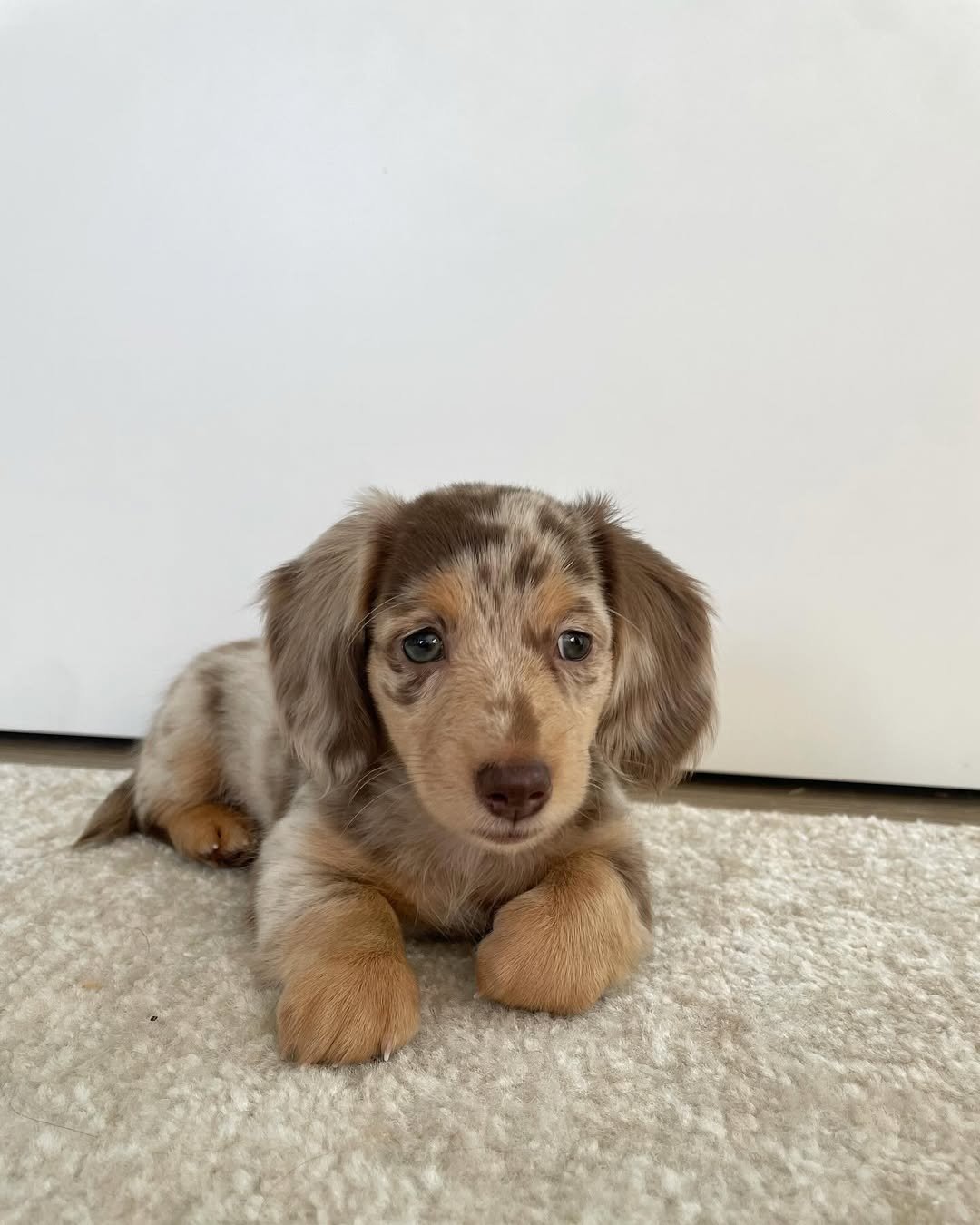 Hazel