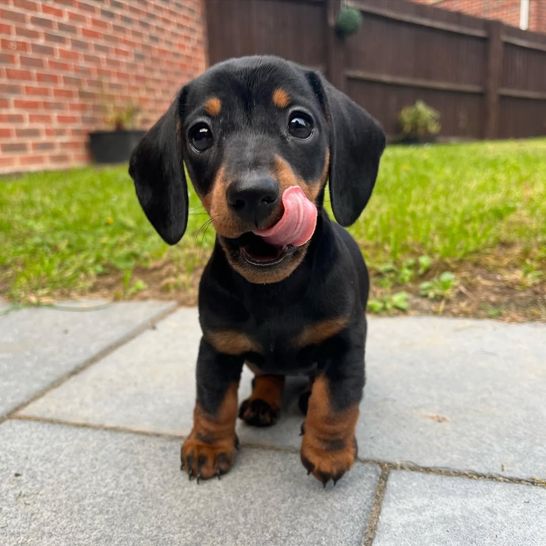Myla