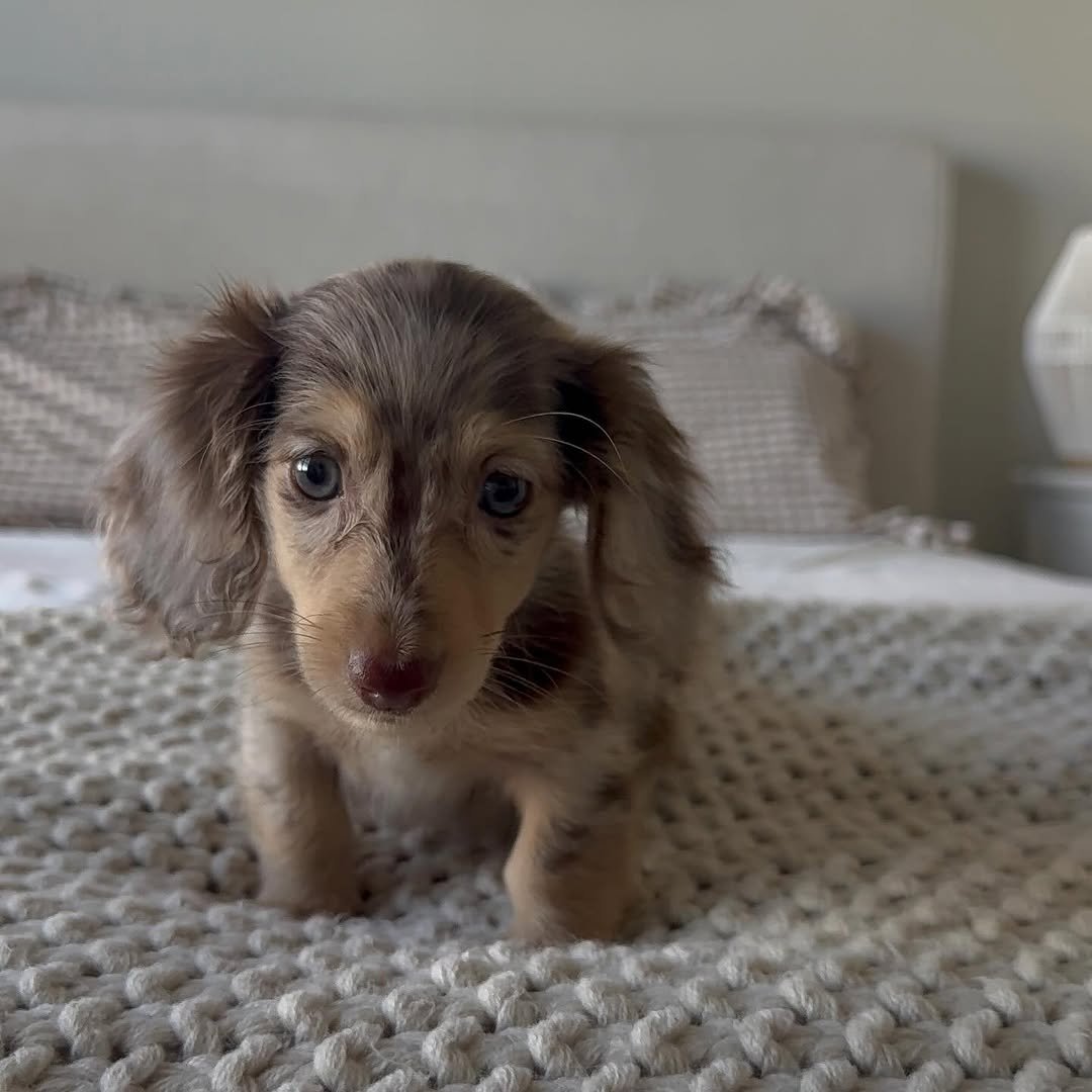 Pita